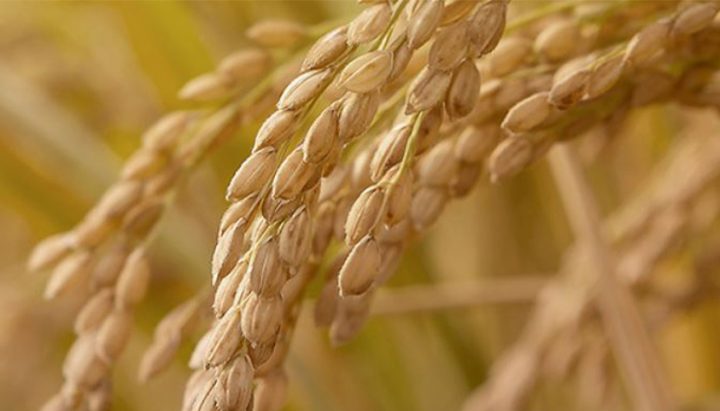 The Secret to Korean Microwavable Rice – CJ NEWSROOM